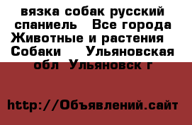 вязка собак русский спаниель - Все города Животные и растения » Собаки   . Ульяновская обл.,Ульяновск г.